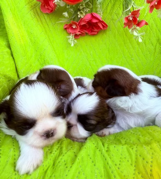 shihTzu  con pedigree ENCI 