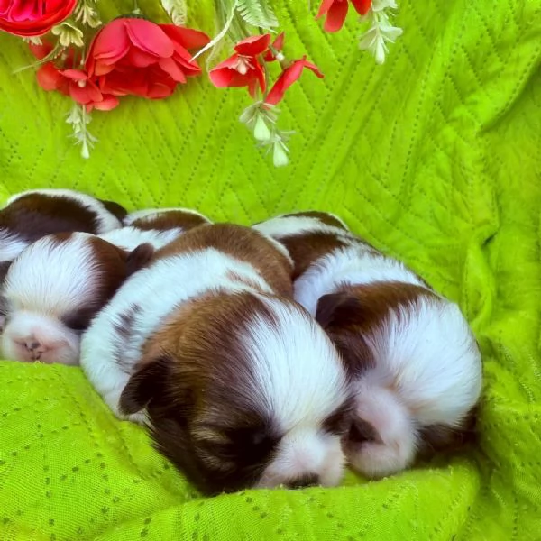 shihTzu  con pedigree ENCI  | Foto 3
