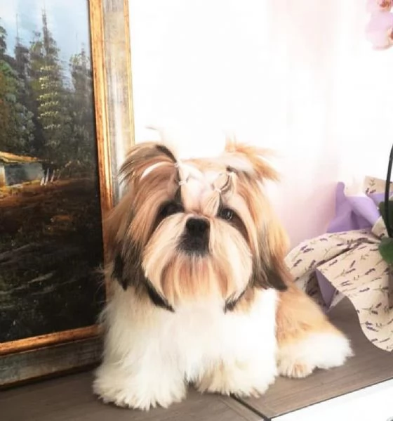 shihTzu  con pedigree ENCI  | Foto 1