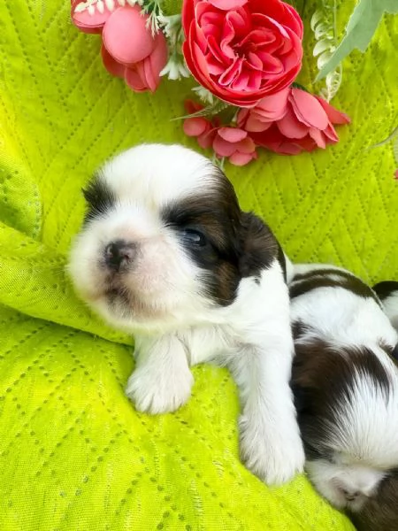 shihTzu  con pedigree ENCI  | Foto 0