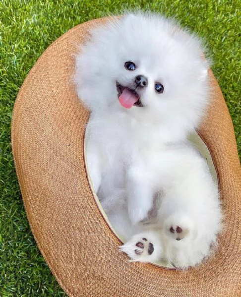 regalo cucciolo volpino pomerania da privato♡♡♡