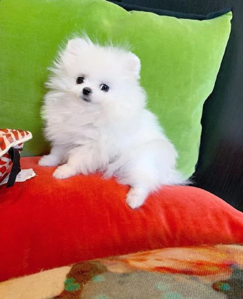 regalo cucciolo volpino pomerania da privato♡♡♡ | Foto 2
