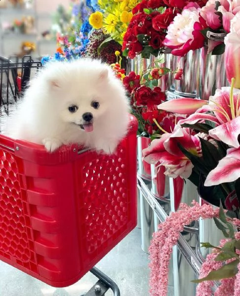 regalo cucciolo volpino pomerania da privato♡♡♡ | Foto 1