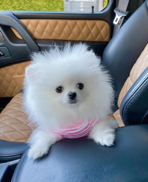regalo cucciolo volpino pomerania da privato♡♡♡ | Foto 0