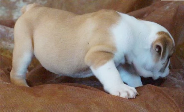 cucciolo di bulldog inglese