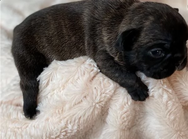cucciolata di bouledogue francese