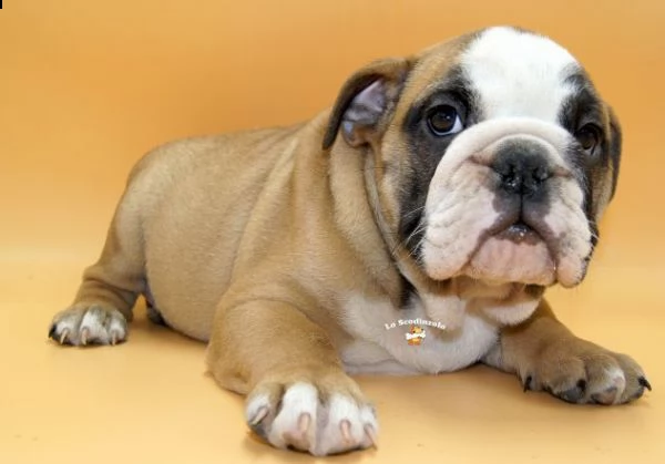 regalo cuccioli di bulldog inglese femminucce e maschietti 