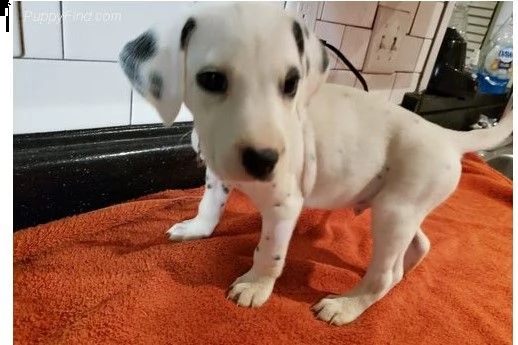 regalo maschio libero di qualità e femmina cuccioli di dalmata di reinserimento.