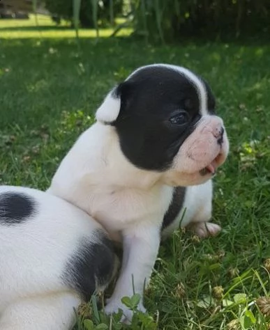 cucciolo di bulldog francese nero maschio