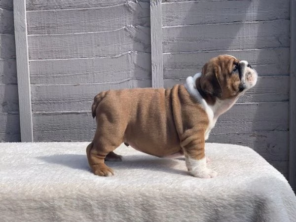 cucciolo di bulldog inglese