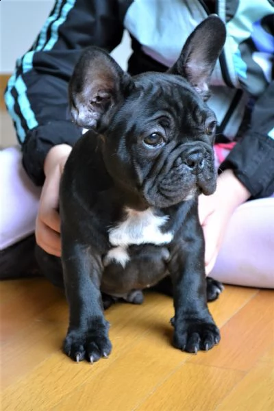 adorabili cuccioli di bulldog francese