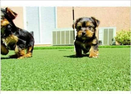  regalo  bellissimo yorkshire terrier mini toy  yorkshire terrier mini mini toy , pelo lungo e fol