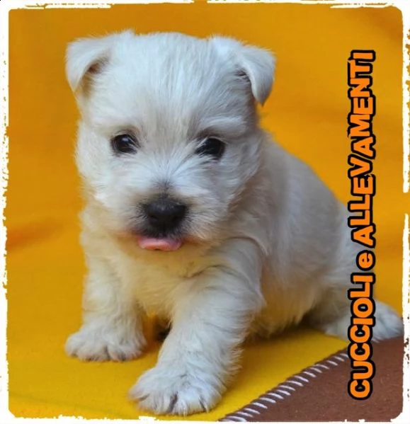 west highland white terrier (westy) cuccioli - allevamento/pedigree | Foto 1