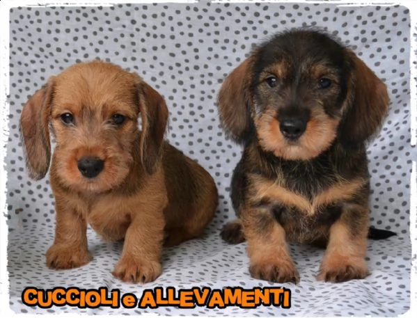 Bassotto Pelo Duro Cuccioli Allevamento Pedigree