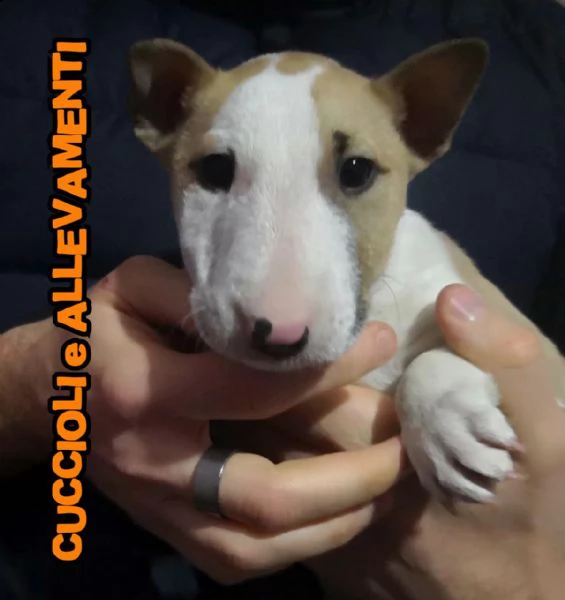 Bull Terrier Miniature Miniatura Cuccioli Pedigree Allevamento