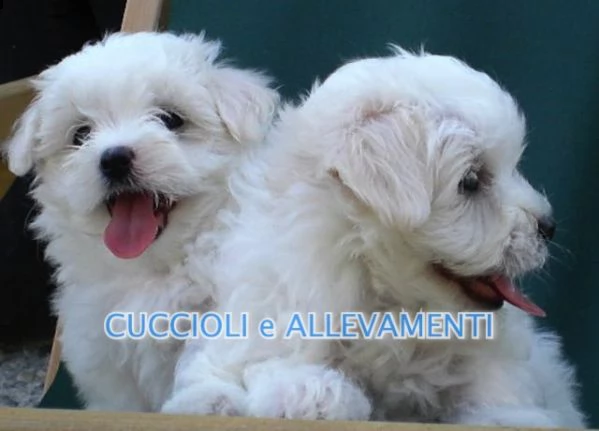 maltese cuccioli - allevamento ric. enci
