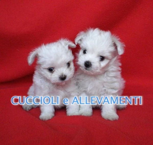 maltese cuccioli - allevamento ric. enci | Foto 2