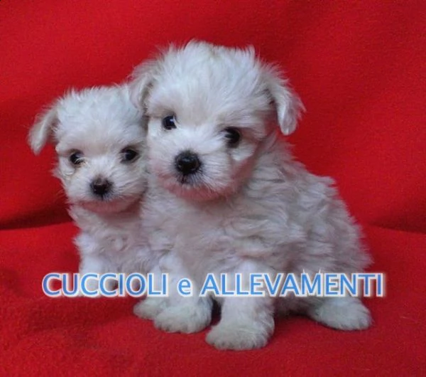 maltese cuccioli - allevamento ric. enci | Foto 1
