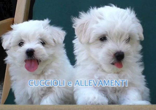 maltese cuccioli - allevamento ric. enci | Foto 0