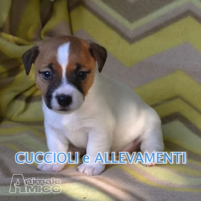 jack russel cuccioli - allevamento | Foto 2