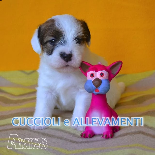 jack russel cuccioli - allevamento | Foto 1
