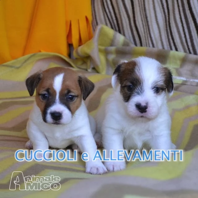 jack russel cuccioli - allevamento | Foto 0