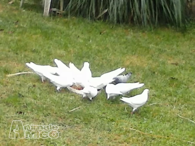 colombe bianche per cerimonie | Foto 3