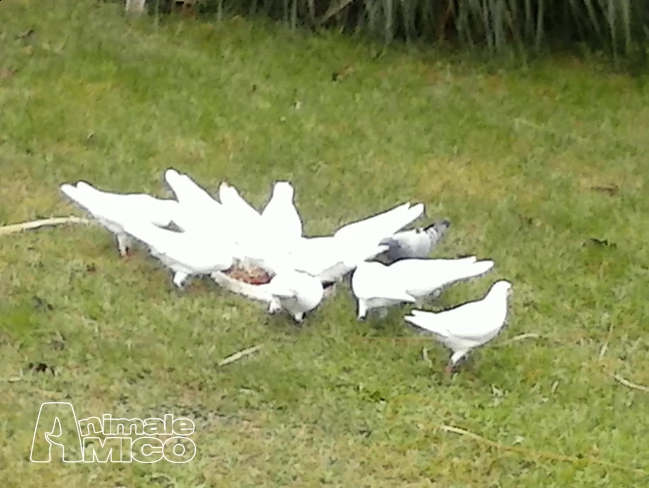 colombe bianche per cerimonie | Foto 1