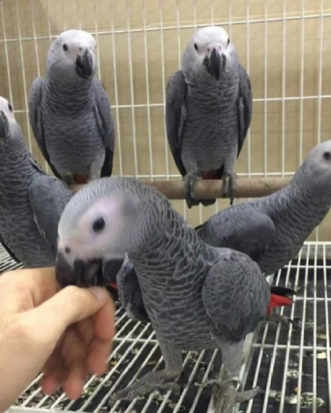 disponibili pappagalli grigi africani