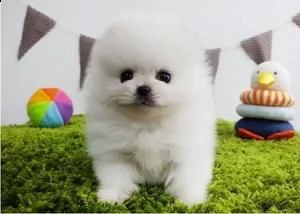adorabili cuccioli di pomerania con pedigree