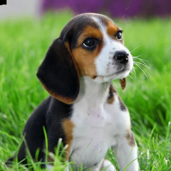 beagle cresciuti in casa con genitori visibili