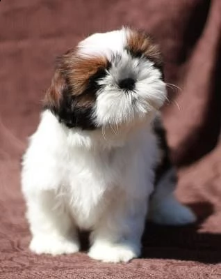 shih-tzu shih-tzu di altissima genealogia