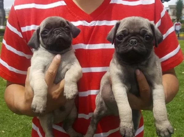 cucciolotto di carlino nano