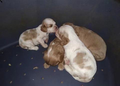  piccoli dimensioni maschi e femmine nati in famiglia 