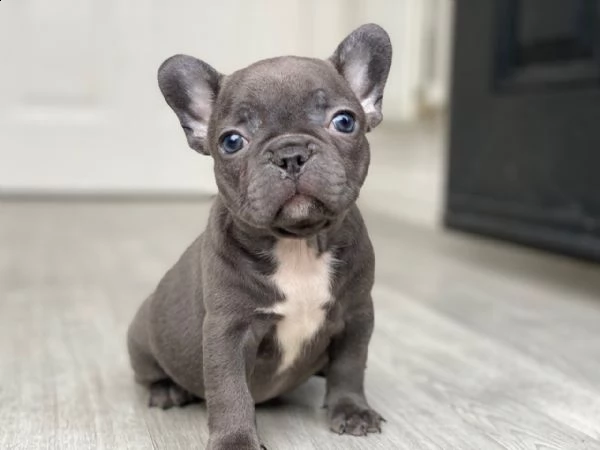 bouledogue francese | Foto 1