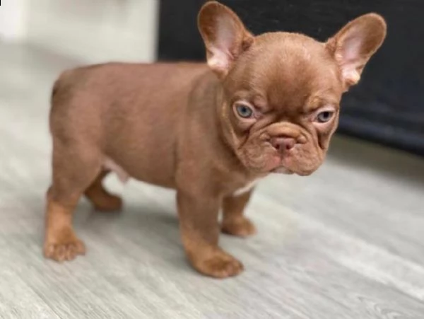 bouledogue francese