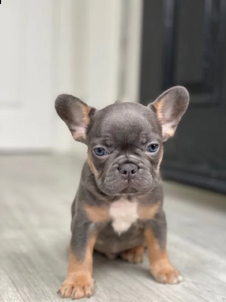 bouledogue francese | Foto 0