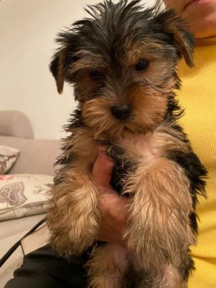 yorkshire toy terrier | Foto 1