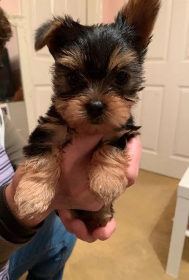 yorkshire toy terrier