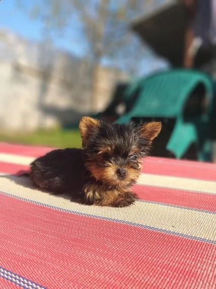 ultimi due cuccioli maschi e femmina hanno 70 giorni | Foto 1