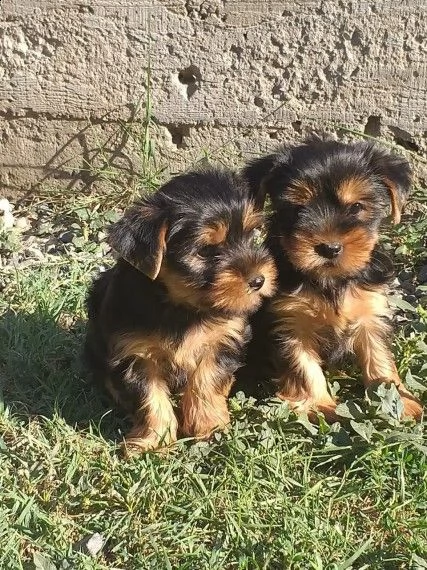 ultimi due cuccioli maschi e femmina hanno 70 giorni
