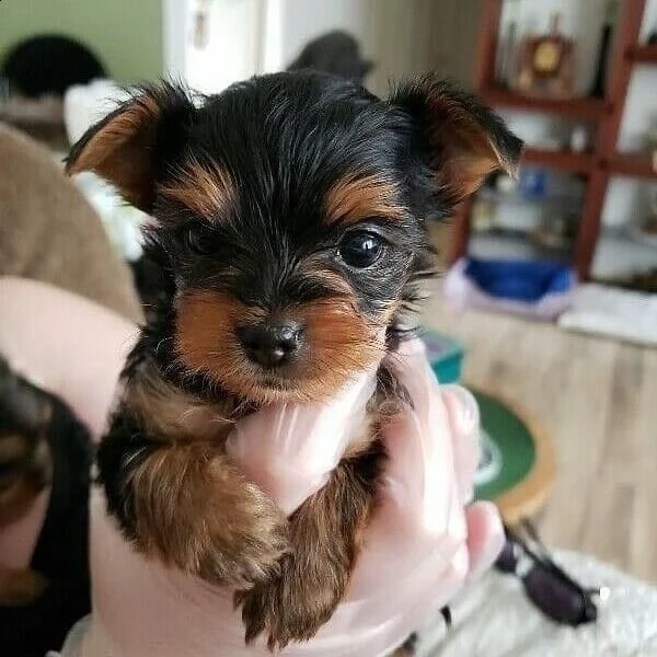 lindos cachorros yorkie buenos con los niños | Foto 0