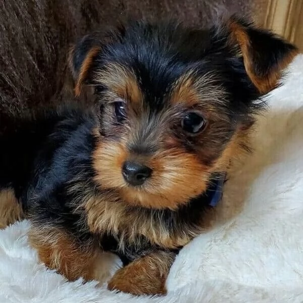 lindos cachorros yorkie buenos con los niños
