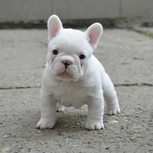 cachorros de toro francés dulce y encantador macho y hembra | Foto 0