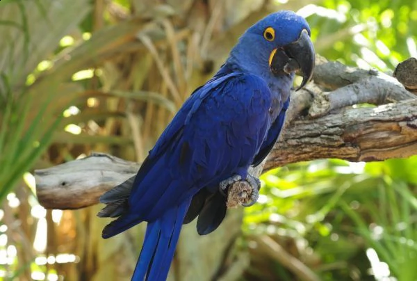 belli pappagalli grigio africano disponibile