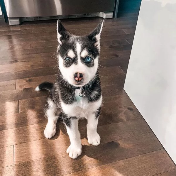 vendita cucciolo husky
