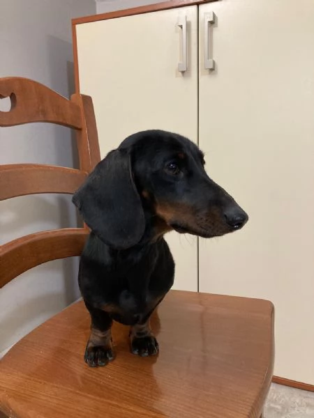 Bassotto kaninkeen per accoppiamento  | Foto 0