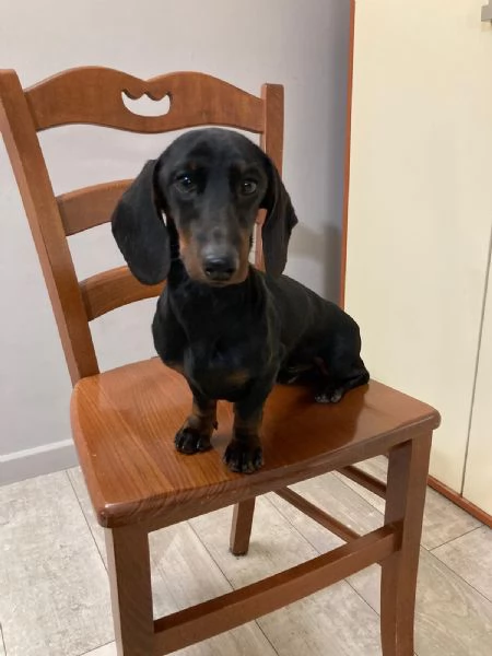 Bassotto kaninkeen per accoppiamento 