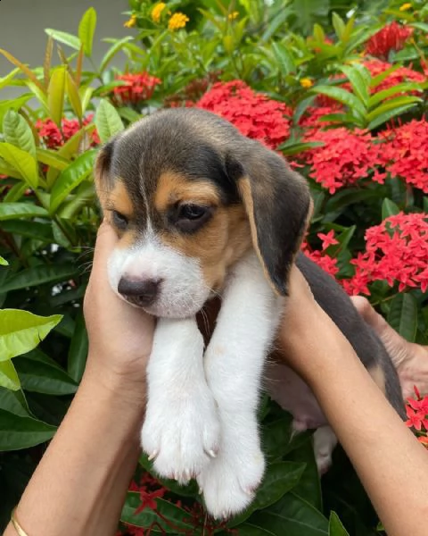 bellissimi cuccioli di beagle maschi e femmine in vendita | Foto 0