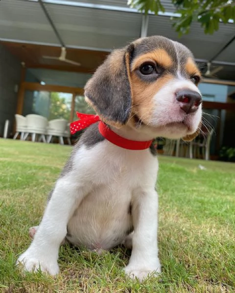 bellissimi cuccioli di beagle maschi e femmine in vendita